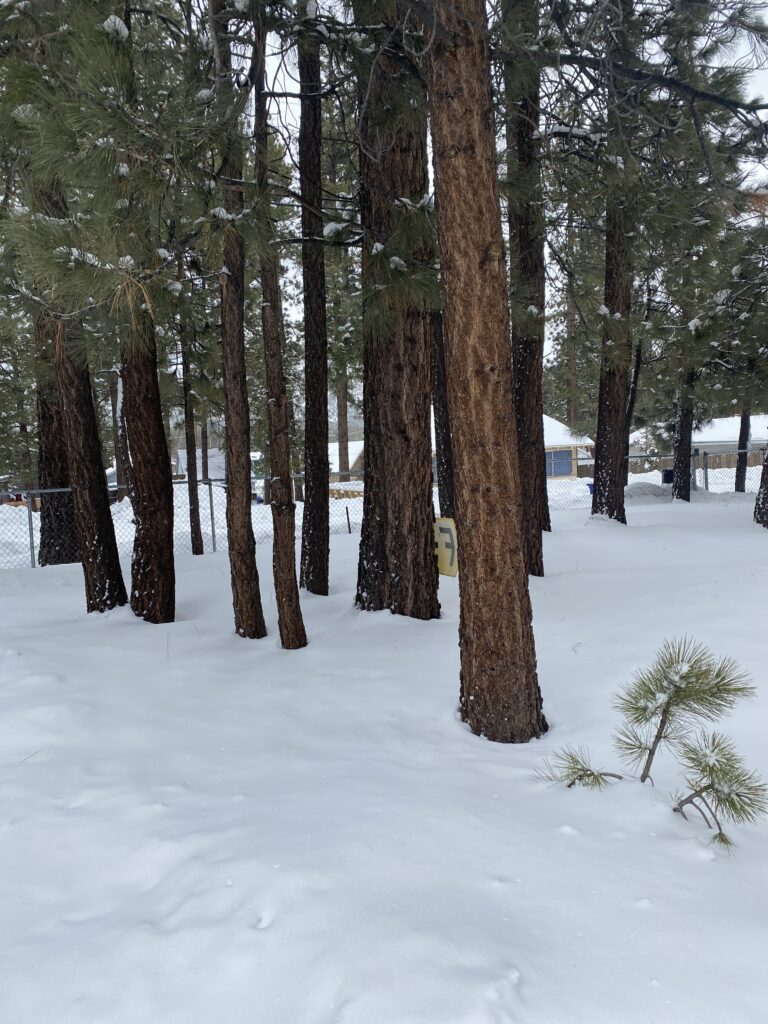 Castillo Landing Cabin Front Yard in Big Bear, California